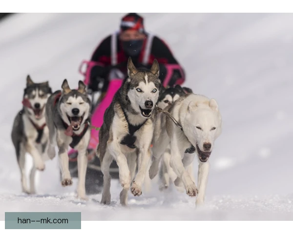 狗拉雪橇骨龄评估，科学手段保障训练安全